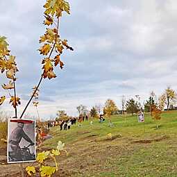 На Мамаевом кургане заложили аллею «Русский лес»